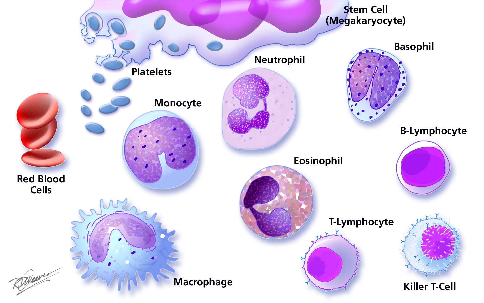 10 Types Of Human Cells