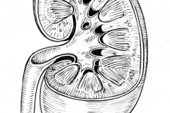 Inktober-22.Kidney