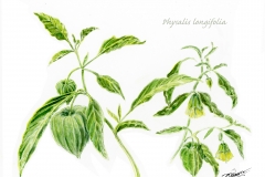 Physalis longifolia